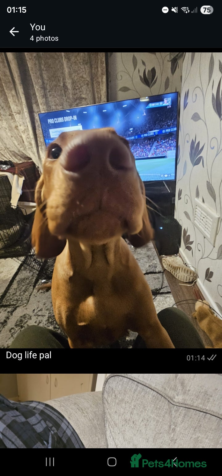 Hungarian Vizsla dogs The Beast of Bootle  - Advert 1