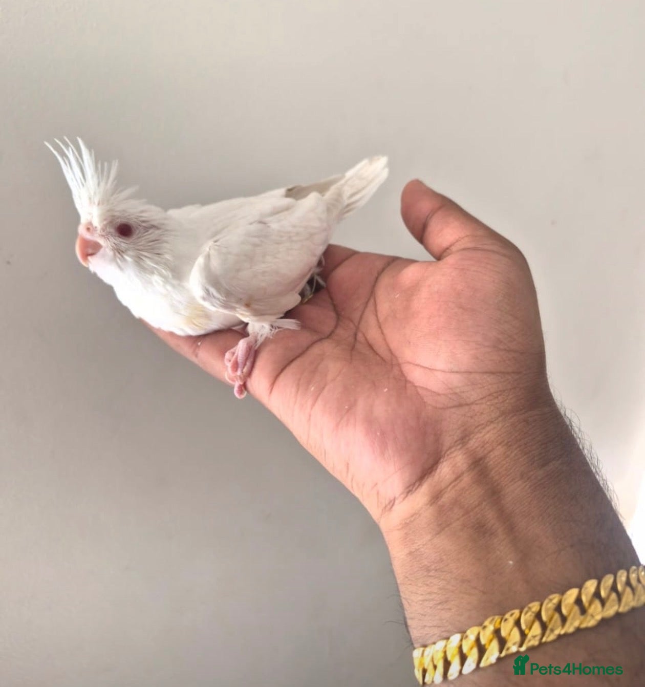 Cockatiels birds Hand Reared White Baby Cockatiel - Advert 2