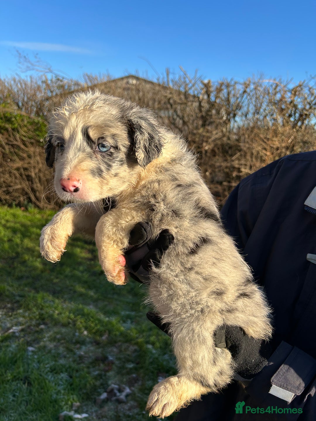 Border Collie dogs for sale: BEAUTIFUL BORDER COLLIE PUPS - Advert 12