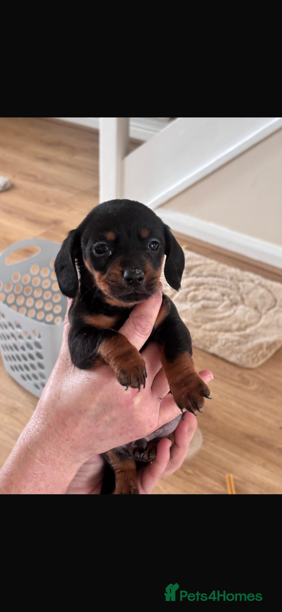 Dachshund dogs DACHSHUND puppies - Advert 6
