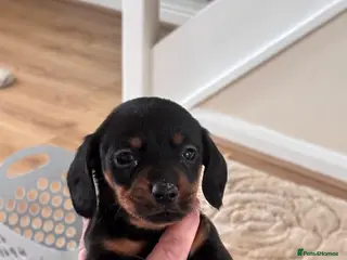 Dachshund dogs DACHSHUND puppies - Advert 6