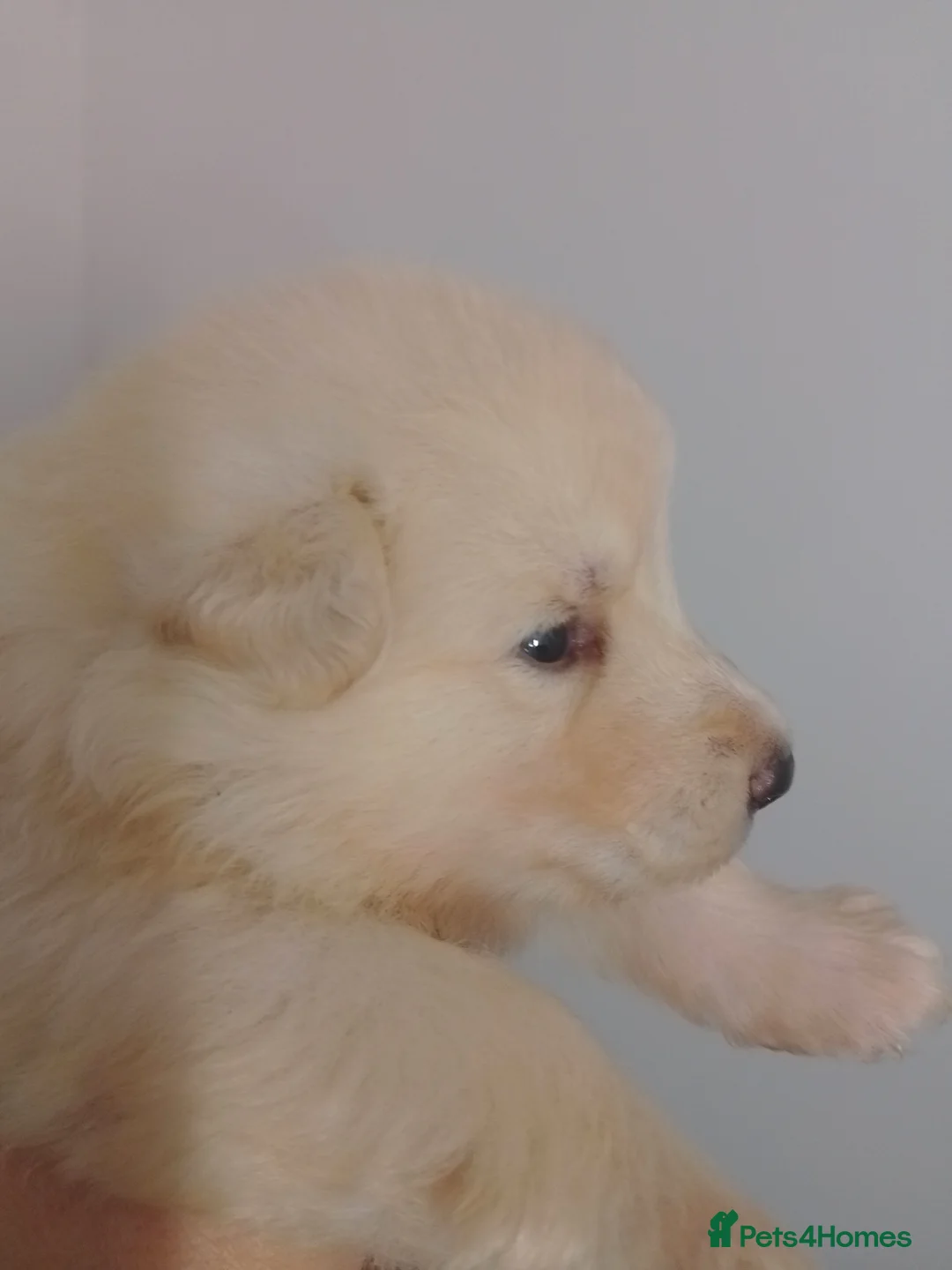 German Shepherd dogs for sale: White long coat straight back German Shepherd pups - Advert 20