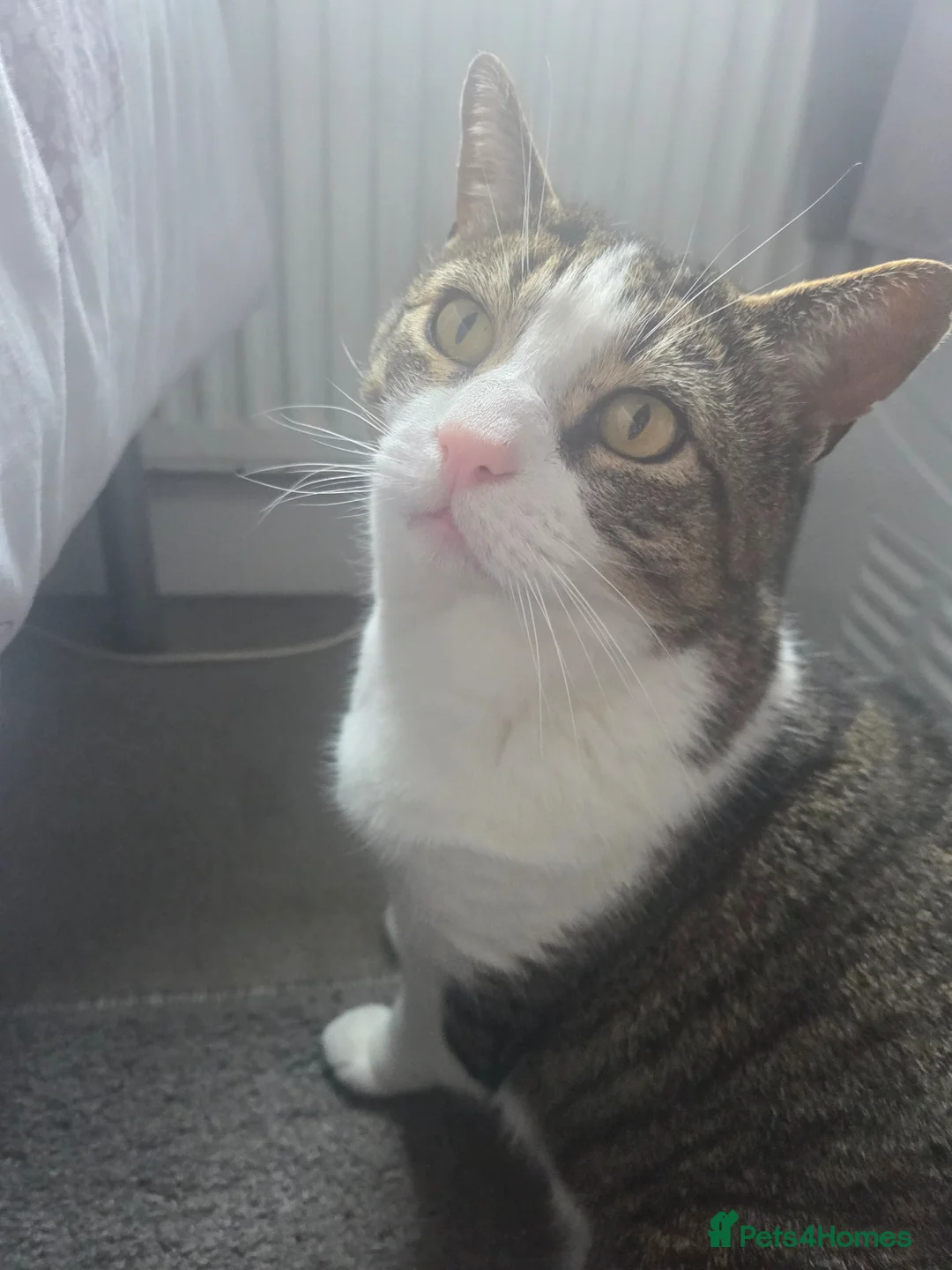 Mixed Breed cats for sale: Koda pops - Advert 1