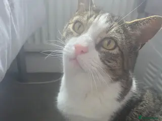 Mixed Breed cats Koda pops - Advert 2