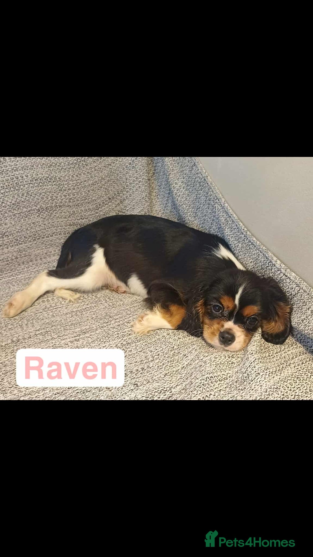 Cavalier King Charles Spaniel dogs for sale: Beautiful quality kc registered cavalier puppies  - Image 16