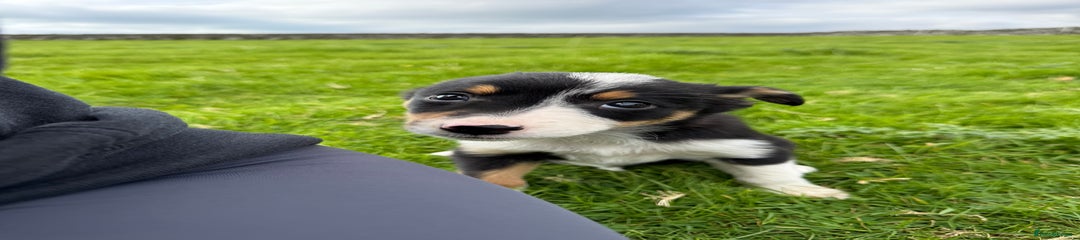 Border Collie Puppy 2