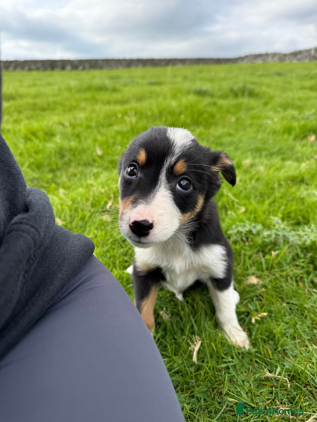 Border Collie dogs for sale: Border Collie Puppies - Image 2