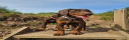 Dobermann dogs for sale: 🐕🐾 KC'D Superb little Girl Ready Now! 🏆 🐾 - Advert 6