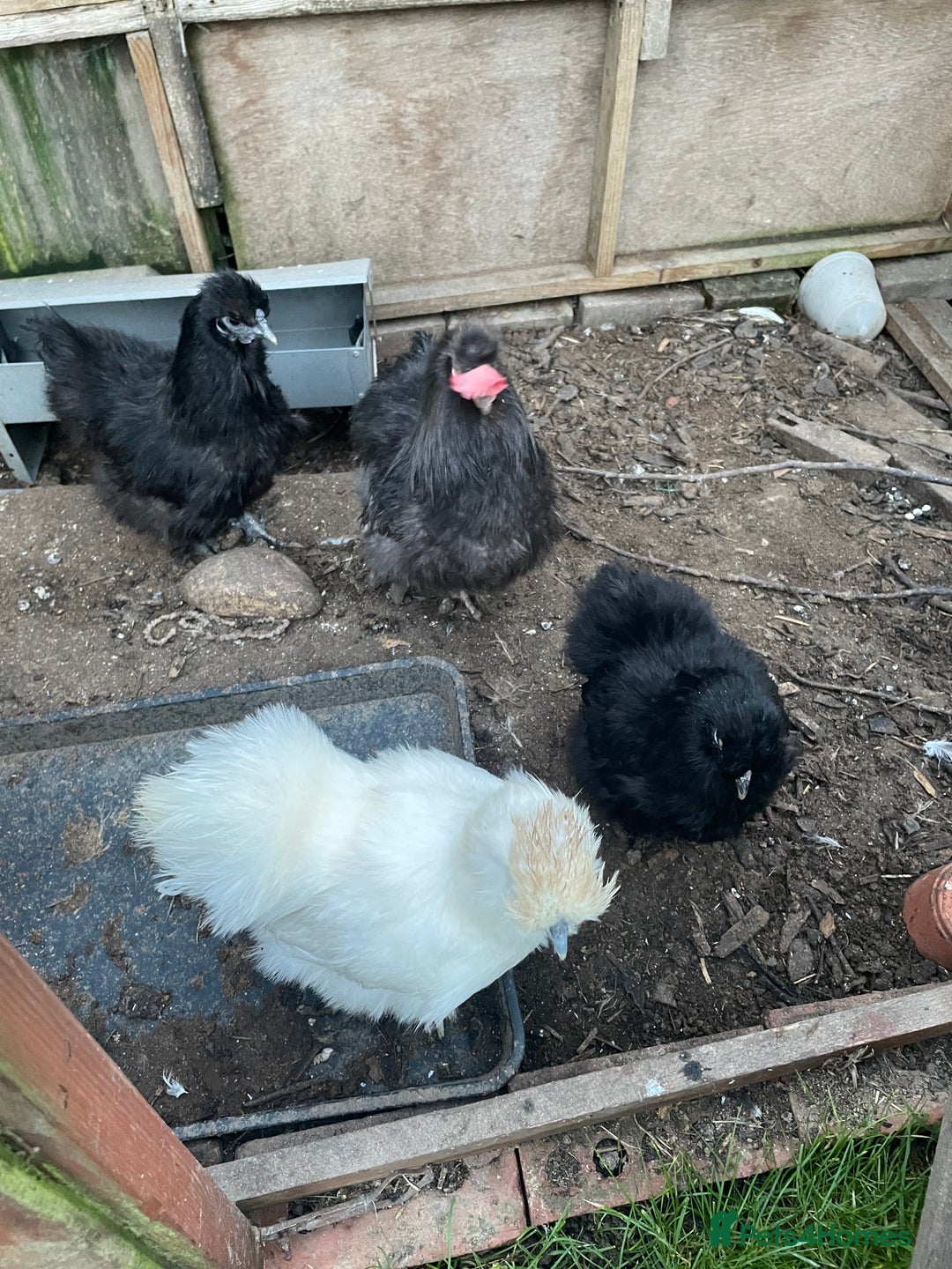 Chickens poultry for sale: Quad of silkie x  - Advert 1