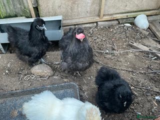 Chickens poultry Quad of silkie x - Advert 1