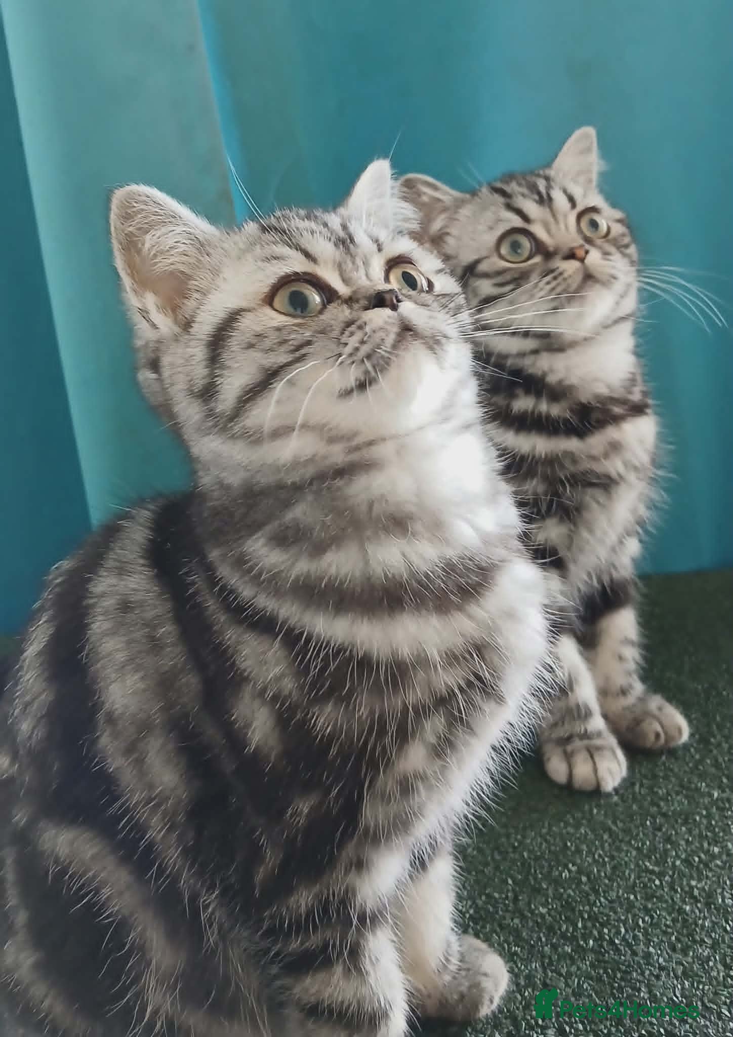 British Shorthair cats Bsh. Classic Silver Tabby . - Advert 8