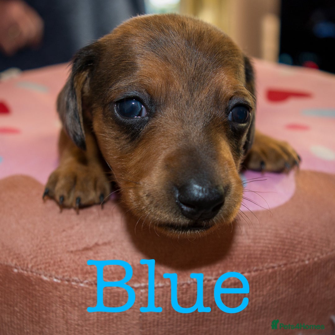 Miniature Dachshund dogs for sale: 4 KC Reg Miniature Dachshund - 3 Boys & 1 Girl - Advert 6