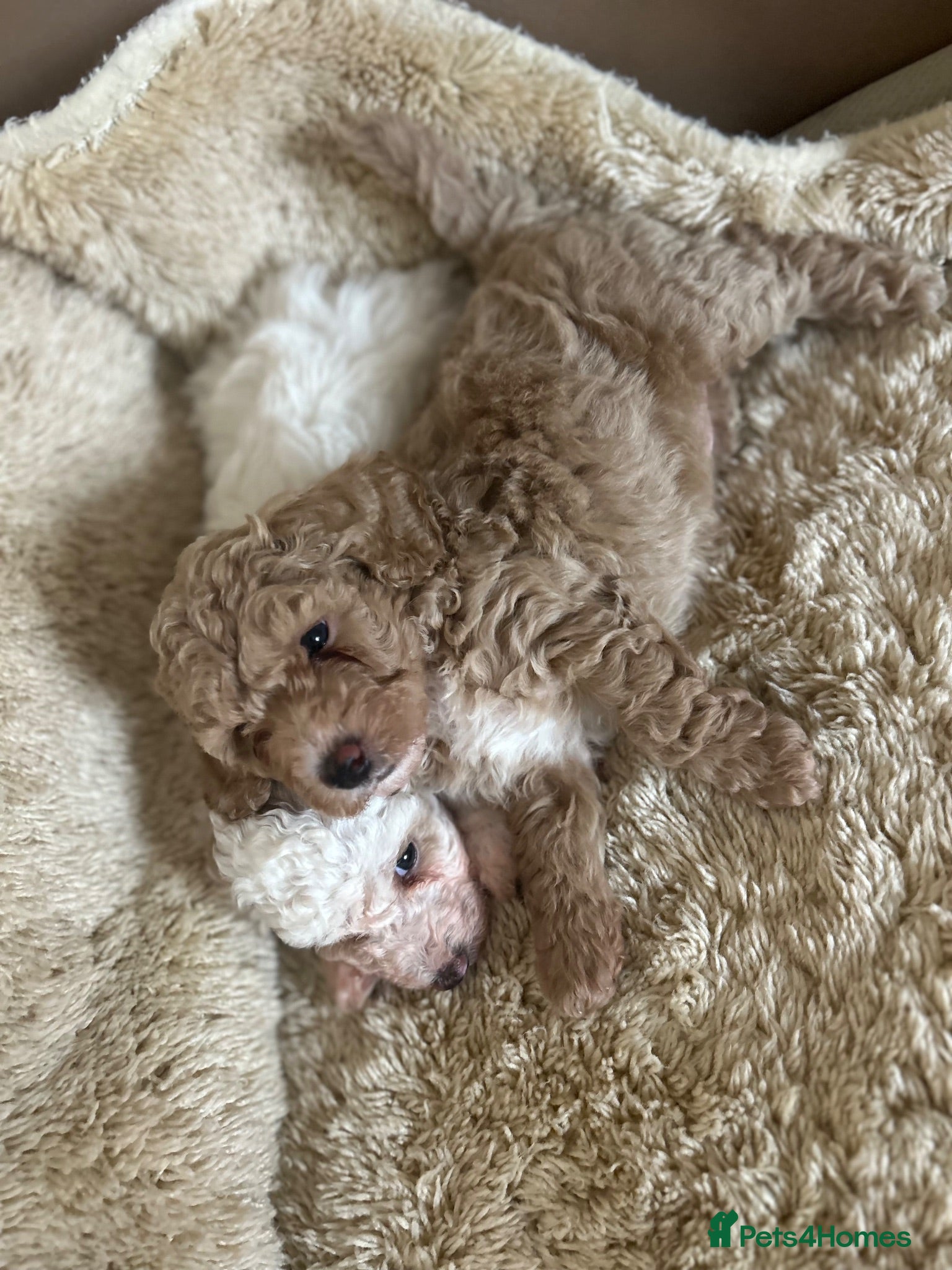 Maltipoo dogs Quality Maltipoo puppy’s  - Advert 6