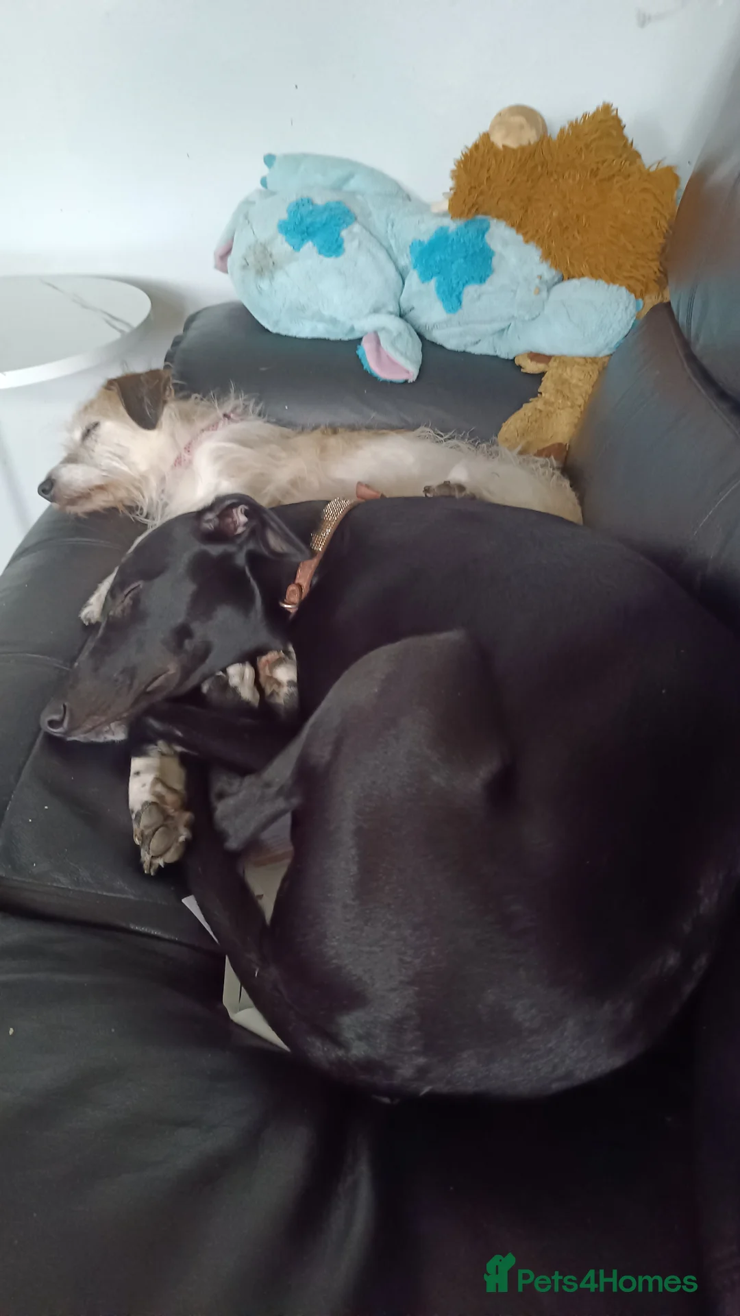 Mixed Breed dogs for sale: Collie saluki whippet  - Advert 7