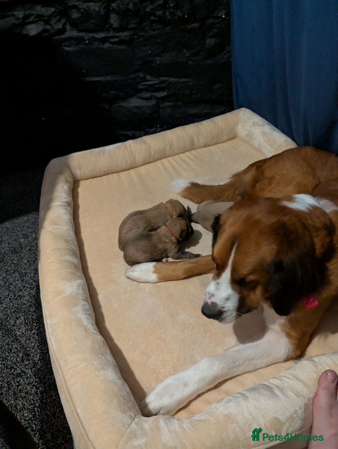 Mixed Breed dogs for sale: St Bernese X swiss Shepard pups - Image 7