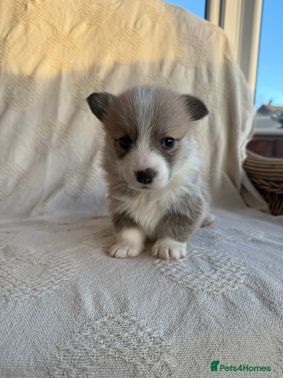 Welsh Corgi Pembroke dogs for sale: KC PREMBROKESHIRE CORGI'S  - Advert 9