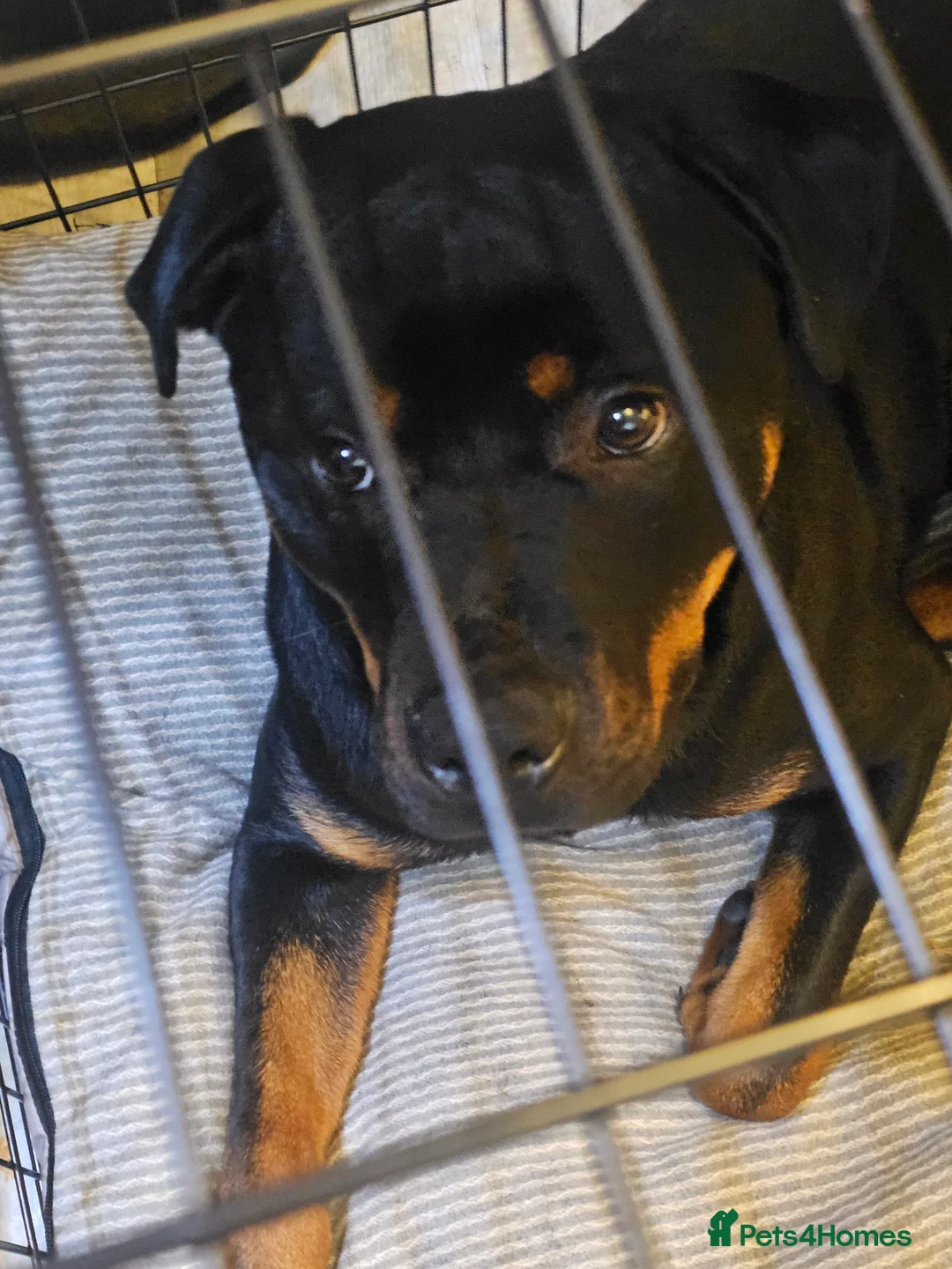 Rottweiler dogs for sale: 11 month male rottweiler  in Solihull - Advert 1