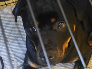 Rottweiler dogs 11 month male rottweiler in Solihull - Advert 1
