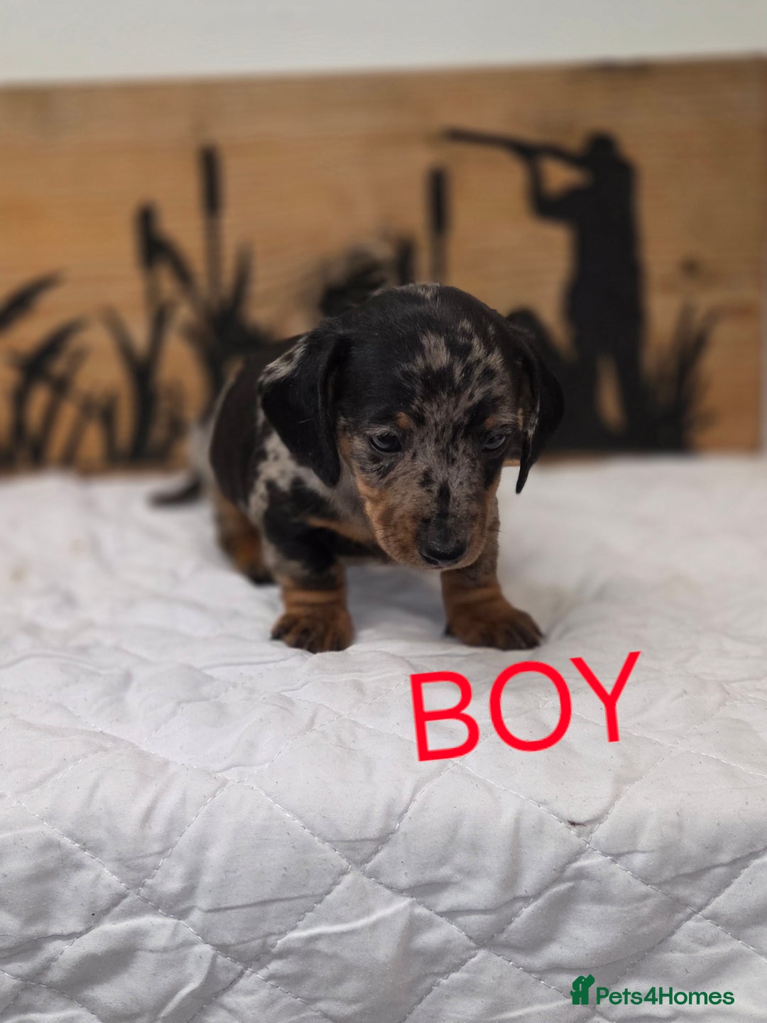 Miniature Dachshund dogs for sale: QUALITY PRA CLEAR MIN DACHSHUNDS  - Advert 16