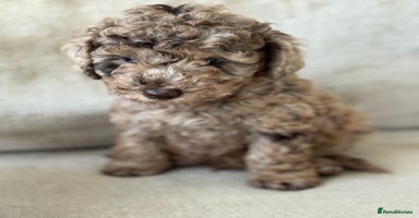 Miniature Poodle dogs - Advert 13