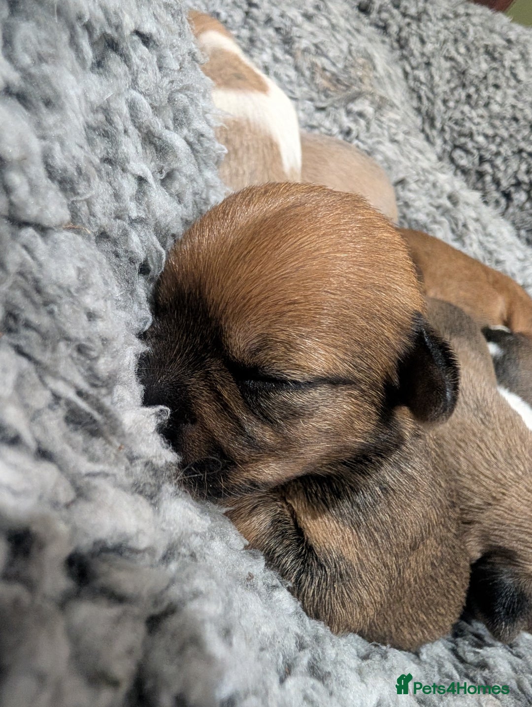 Mixed Breed dogs for sale: Beautiful Shihtzu x Cairn Terrier/Sausage x JRT - Advert 8