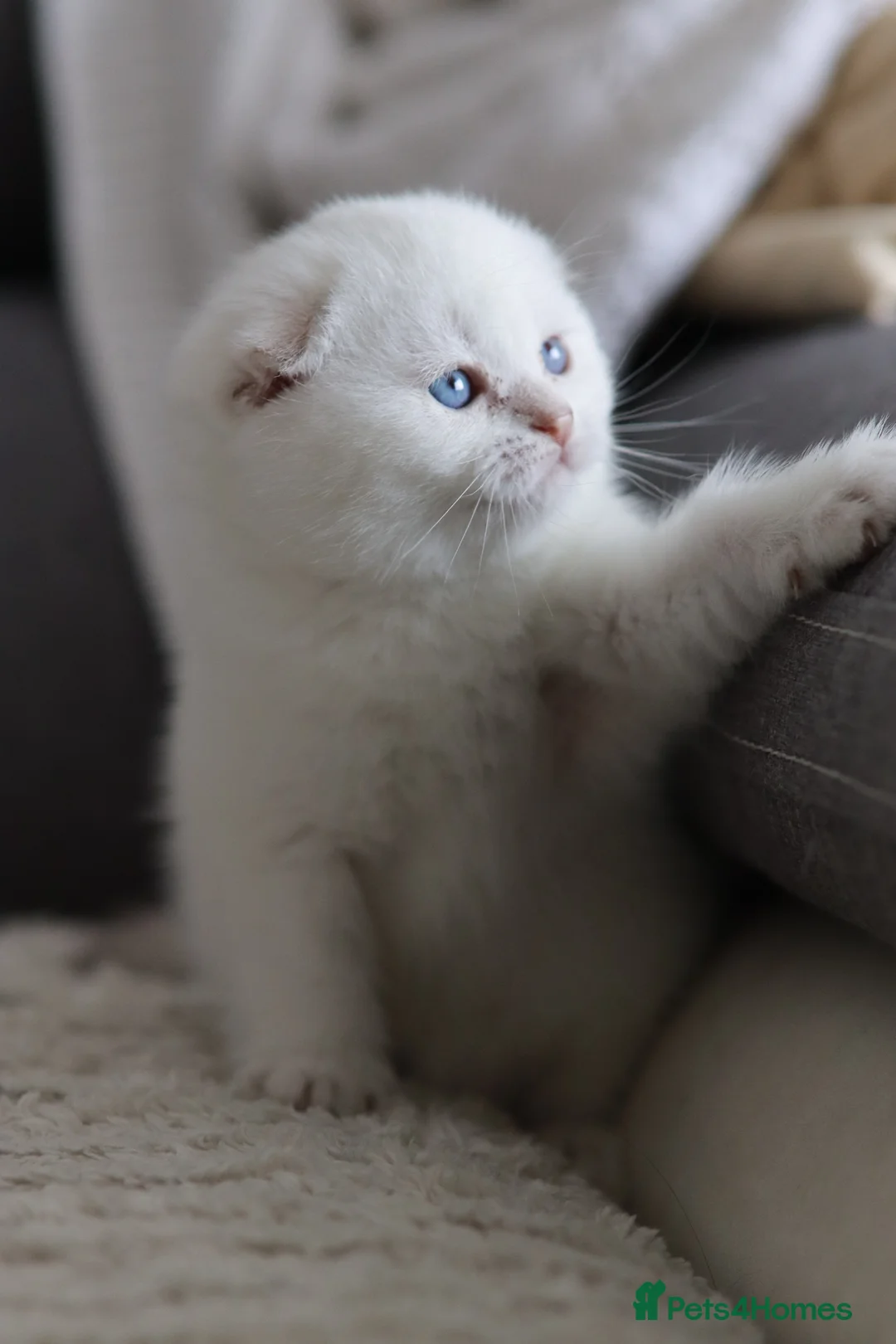 Scottish Fold cats for sale: Scottish fold  - Advert 31