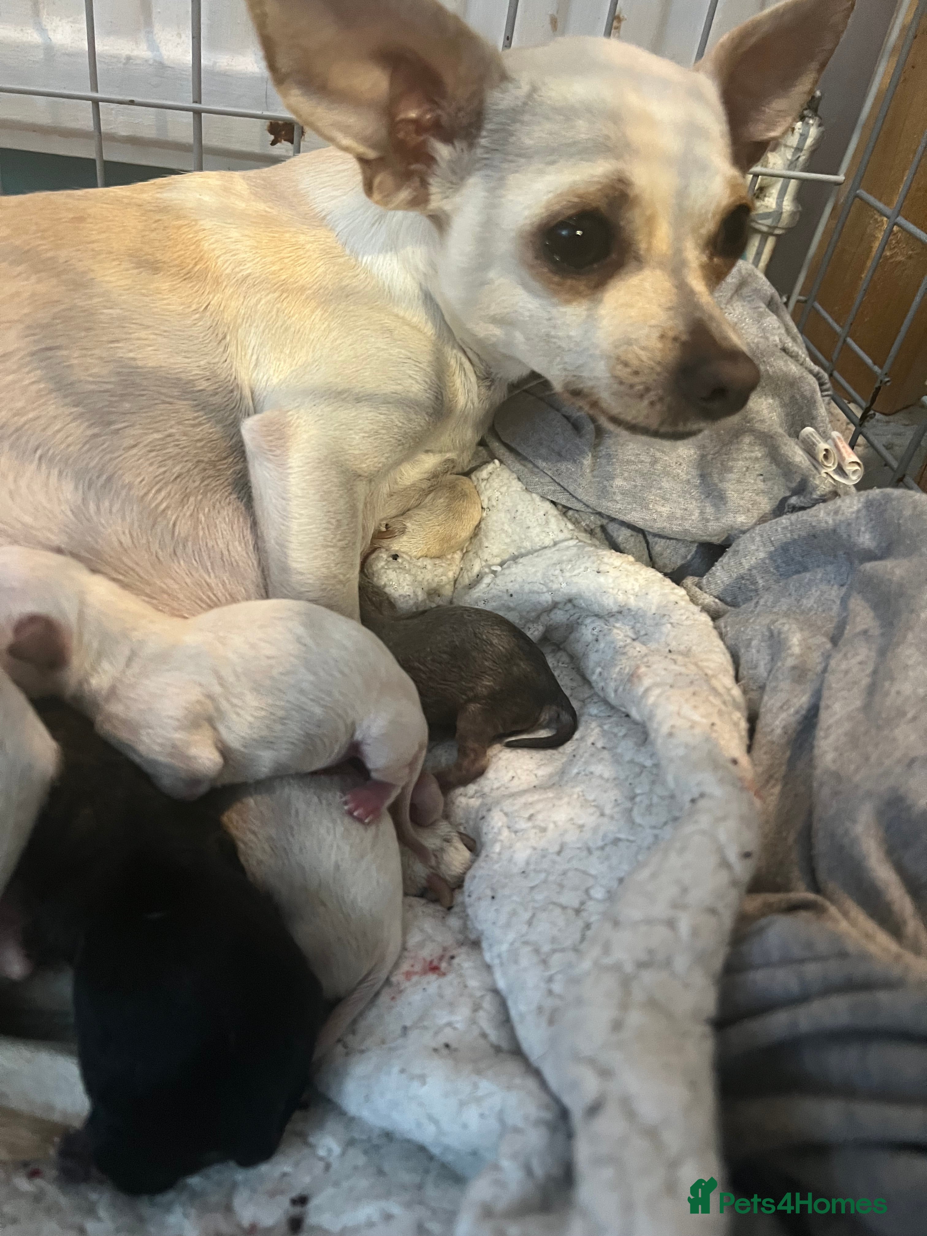 Chihuahua dogs Amazing adorable chihuahua puppies  - Advert 3