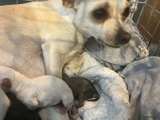 Chihuahua dogs Amazing adorable chihuahua puppies - Advert 5