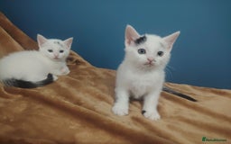 Mixed Breed cats for sale: Kittens  - Image 17