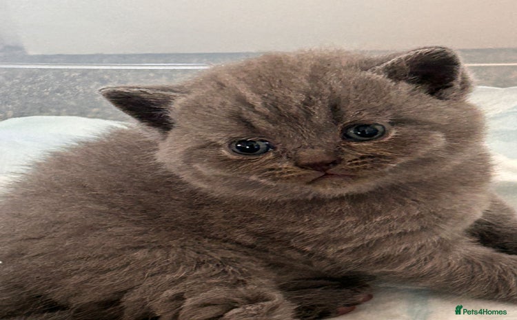 British Shorthair cats - Advert 14