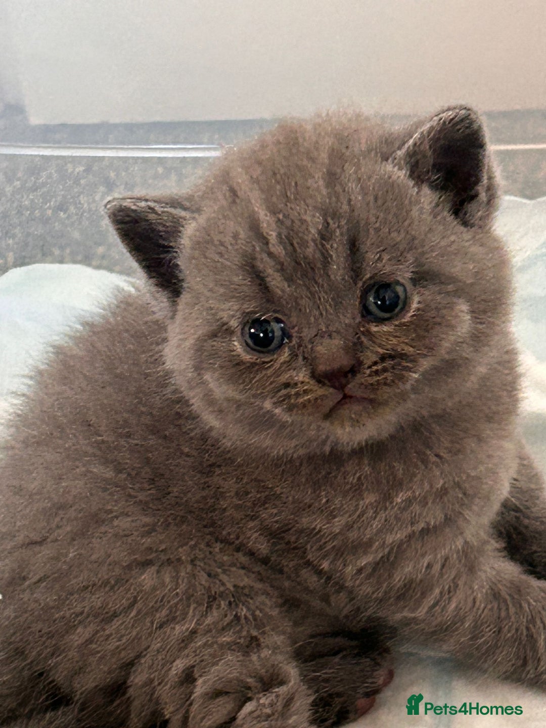 British Shorthair cats for sale: Beautiful Grey British Shorthair Kittens - Image 1