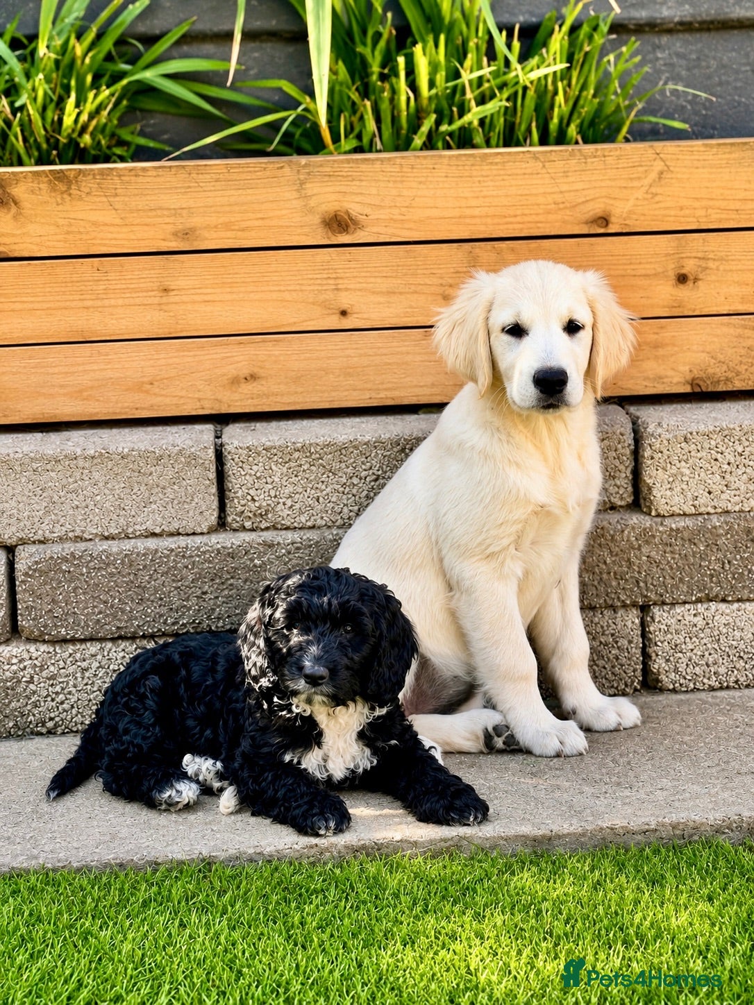 Golden Retriever dogs Exceptional Golden Retriever Puppies 🐾 - Advert 1