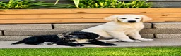 Golden Retriever dogs for sale: Exceptional Golden Retriever Puppies 🐾 - Advert 1