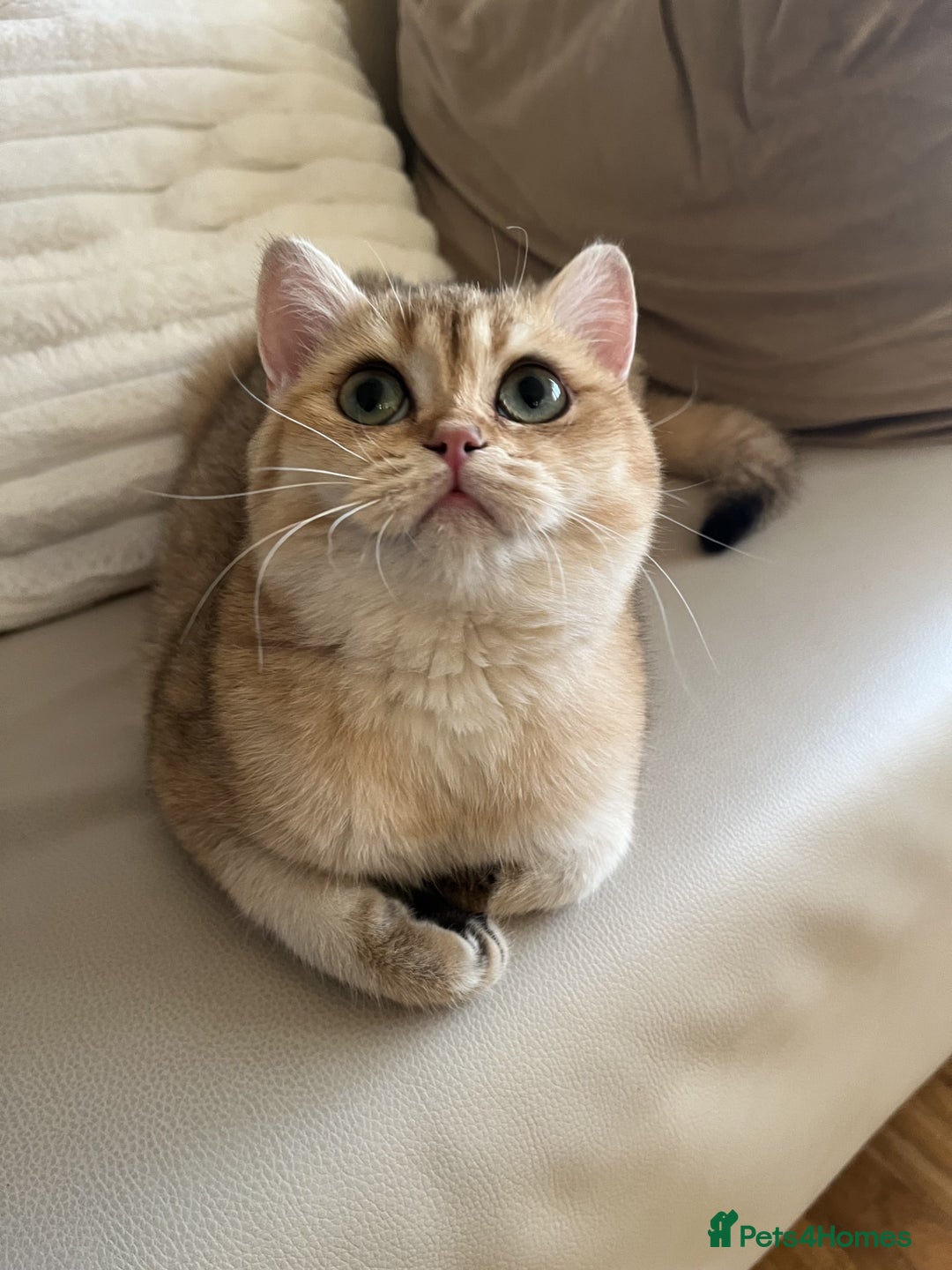 British Shorthair cats for sale: Meet Sofia–The Regal Beauty of British Shorthairs - Image 1