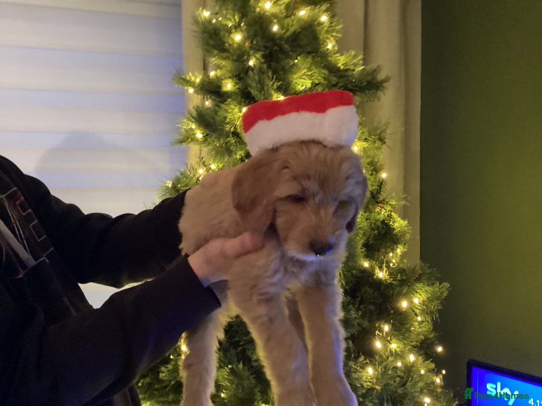 Mixed Breed dogs for sale: One gorgeous boy and girl left  - Advert 23