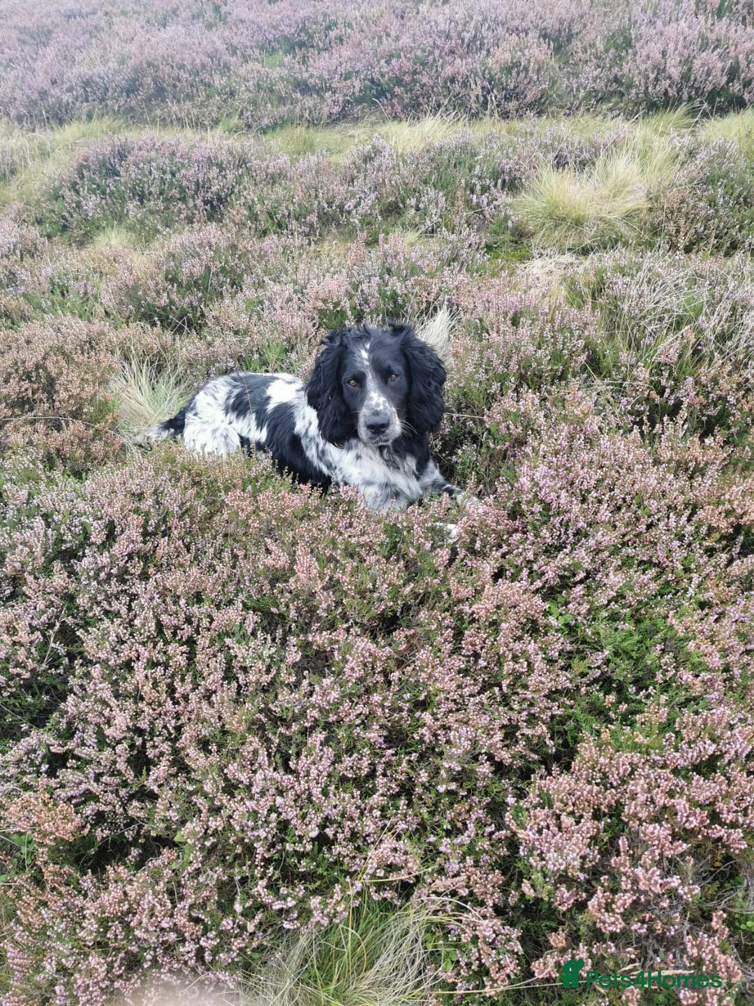 English Springer Spaniel dogs for stud: English Springer Spaniel For Stud - Health Tested in Kirriemuir - Advert 6