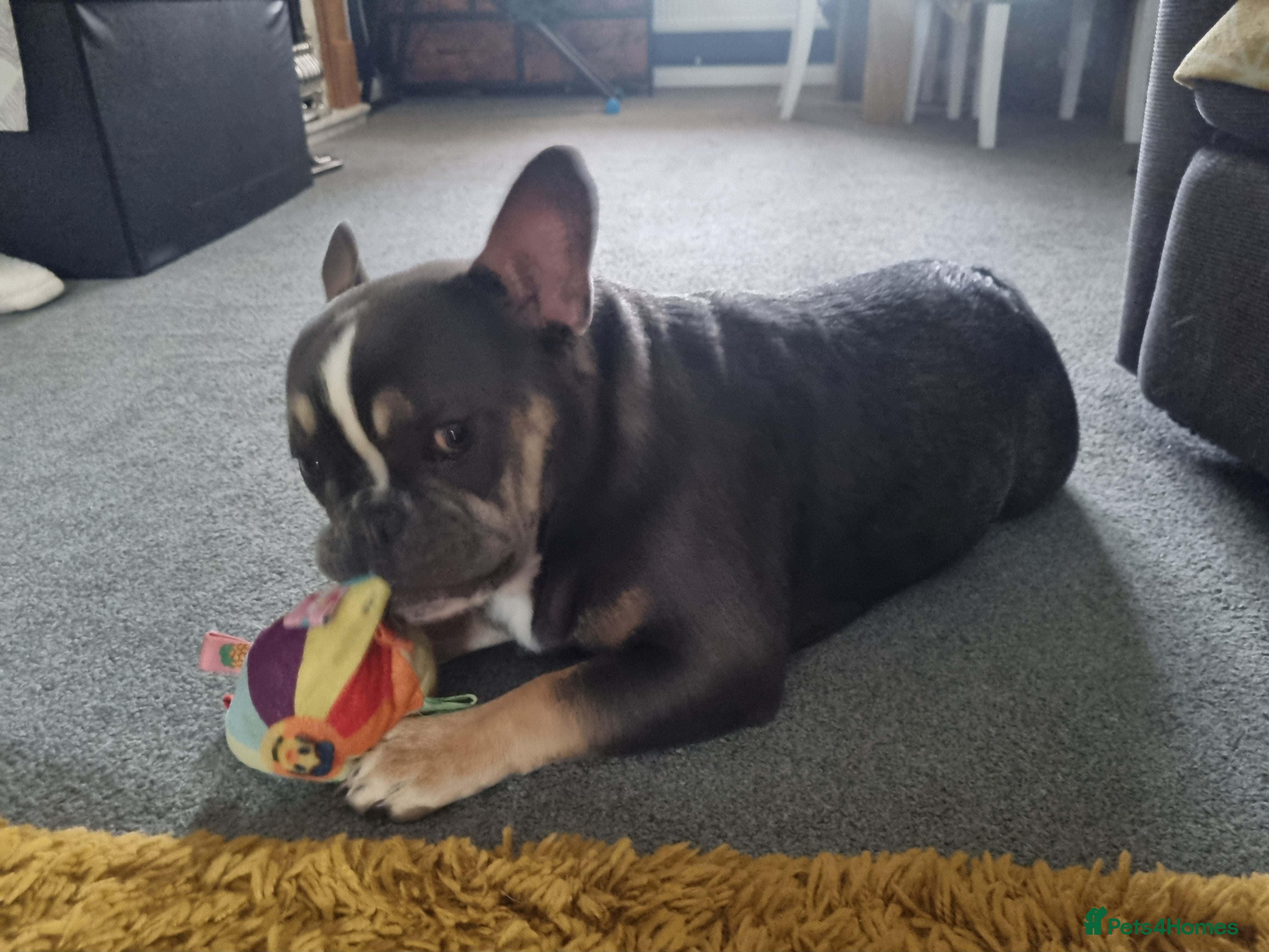 Mixed Breed dogs for sale: French/english bulldog puppy  - Advert 2