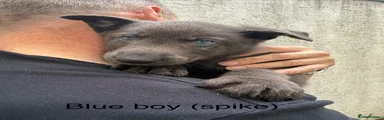 Nickname spike