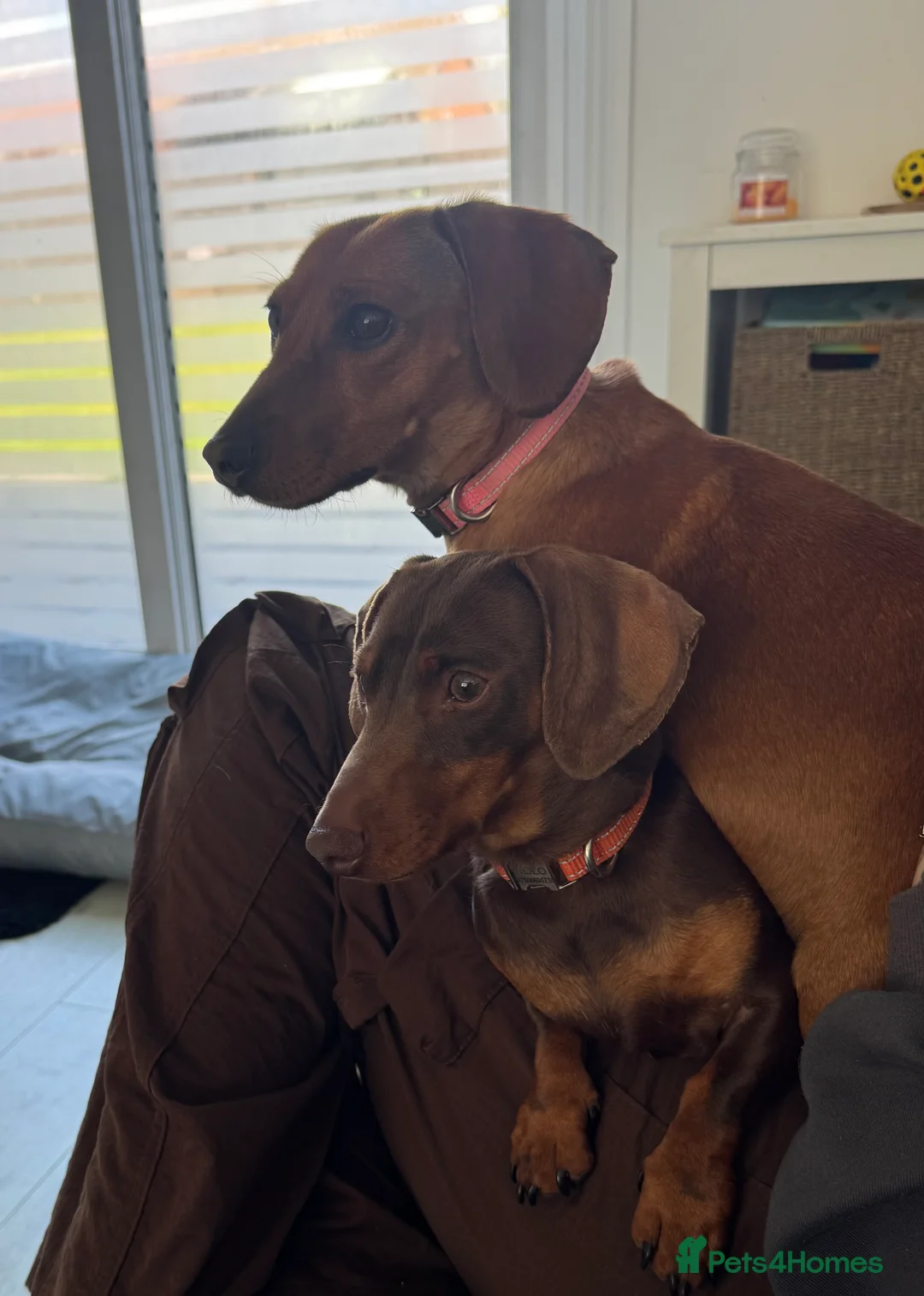Miniature Dachshund dogs for sale: Beautiful 😍 Solid Red Female Miniature Dachshund  - Advert 2