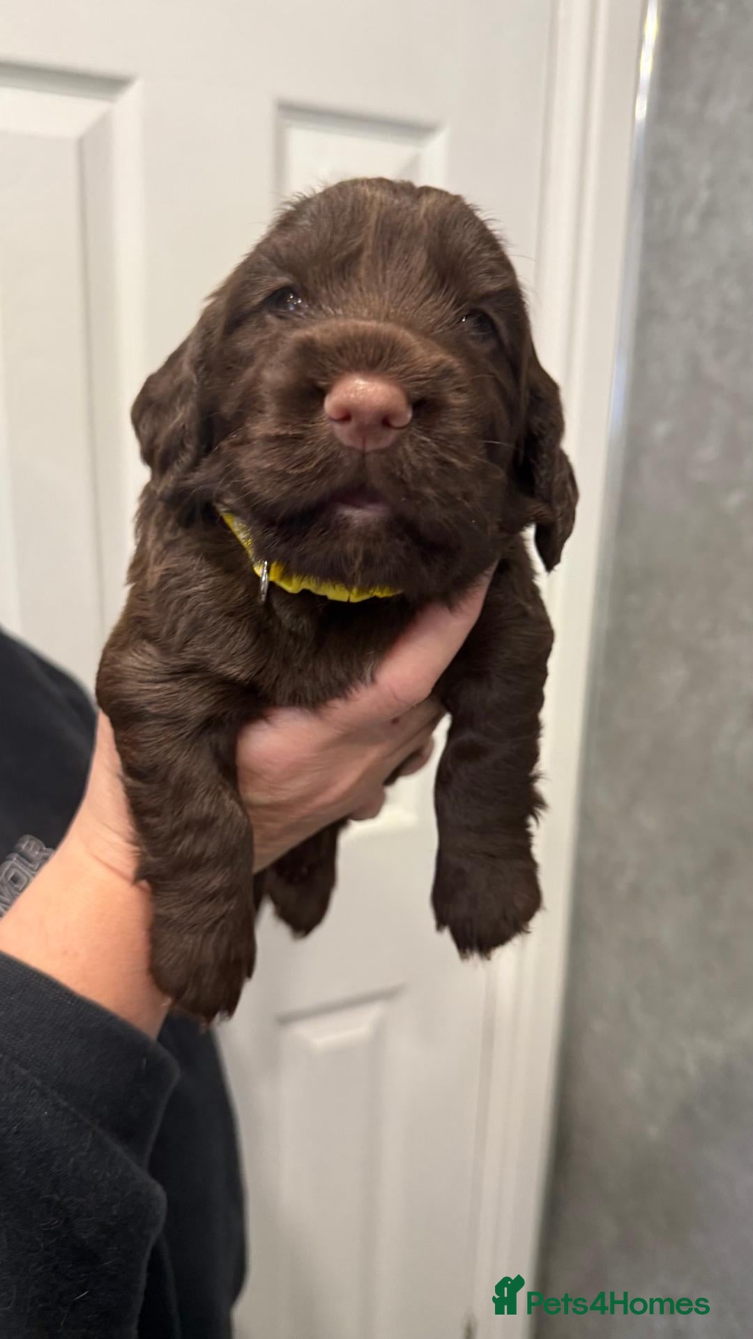 Cocker Spaniel dogs 4 female Working Kc Registered cocker spaniel pups - Advert 1
