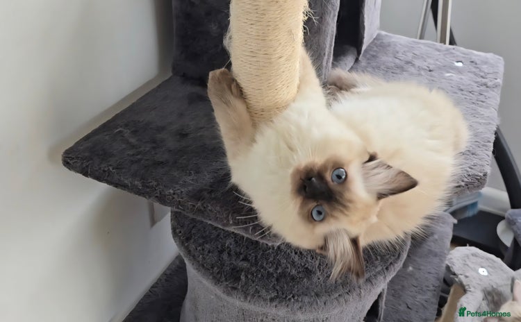 Ragdoll cats - Advert 2