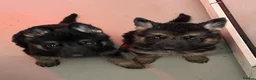 German Shepherd dogs for sale: Big beautiful German Shepherd Puppies  - Advert 7