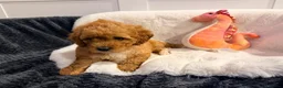 Cavapoochon dogs for sale: Beautiful Cavapoochon Puppies For Sale Kent  - Advert 5