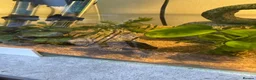 Turtle reptiles for sale: Full Turtle set up with turtle and fish included   - Advert 6
