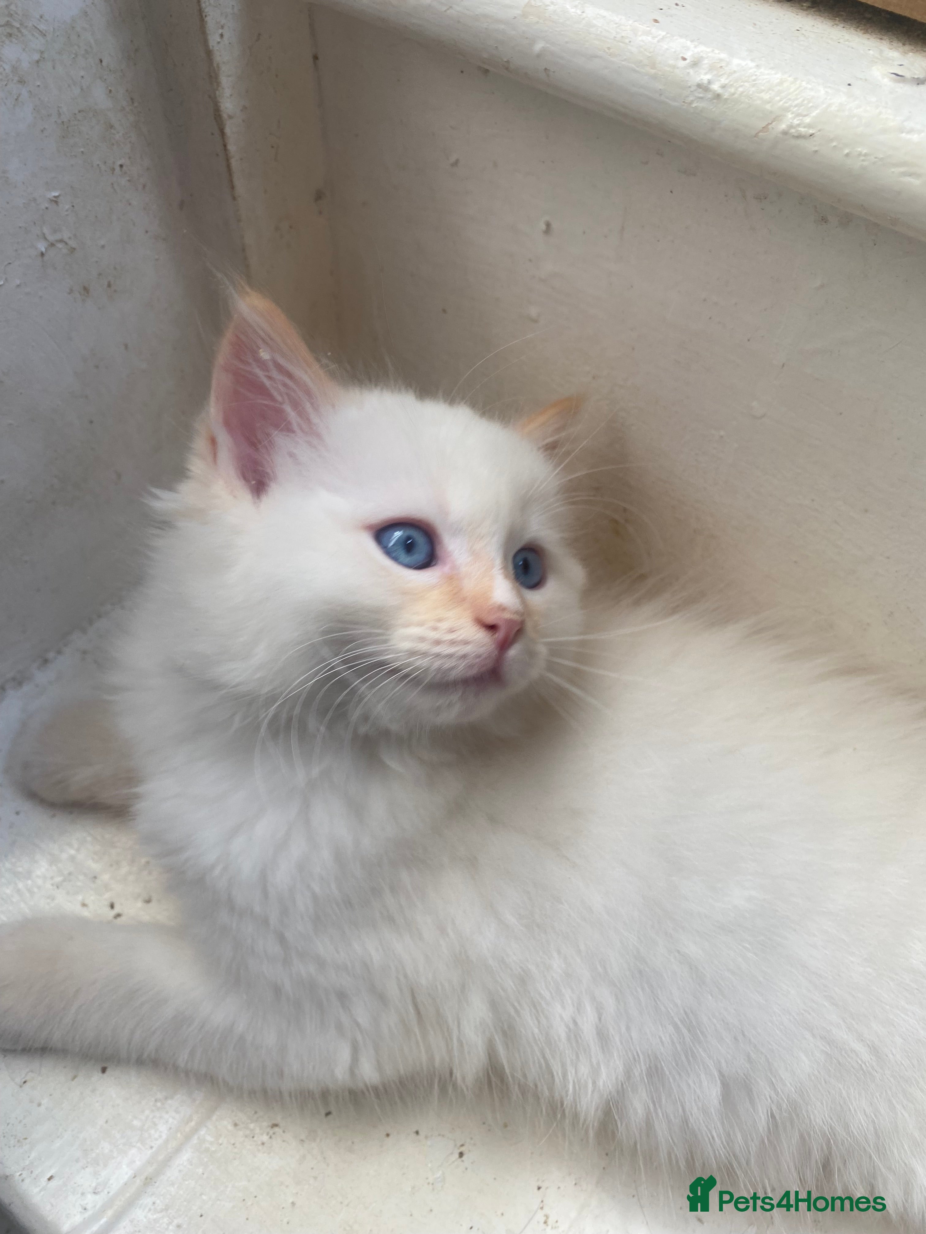 Ragdoll cats Rare Ragdoll kittens  - Advert 2