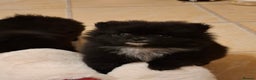 Pomeranian dogs for sale: Pomeranian puppies  - Advert 4