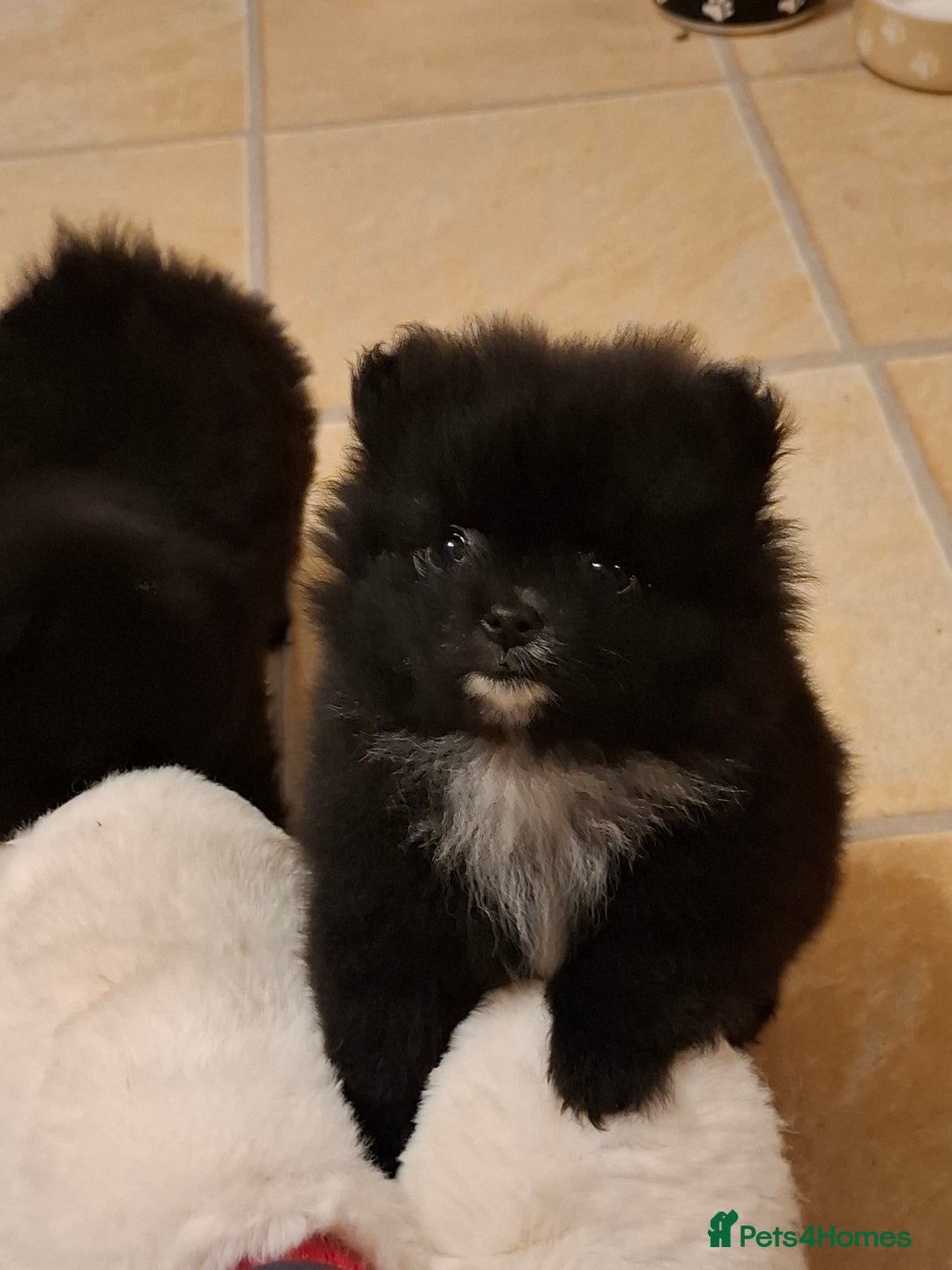 Pomeranian dogs for sale: Pomeranian puppies  - Advert 4