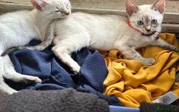 Bengal cats for sale: Blue Eyes Snow Lynx Bengal Kittens - Image 27