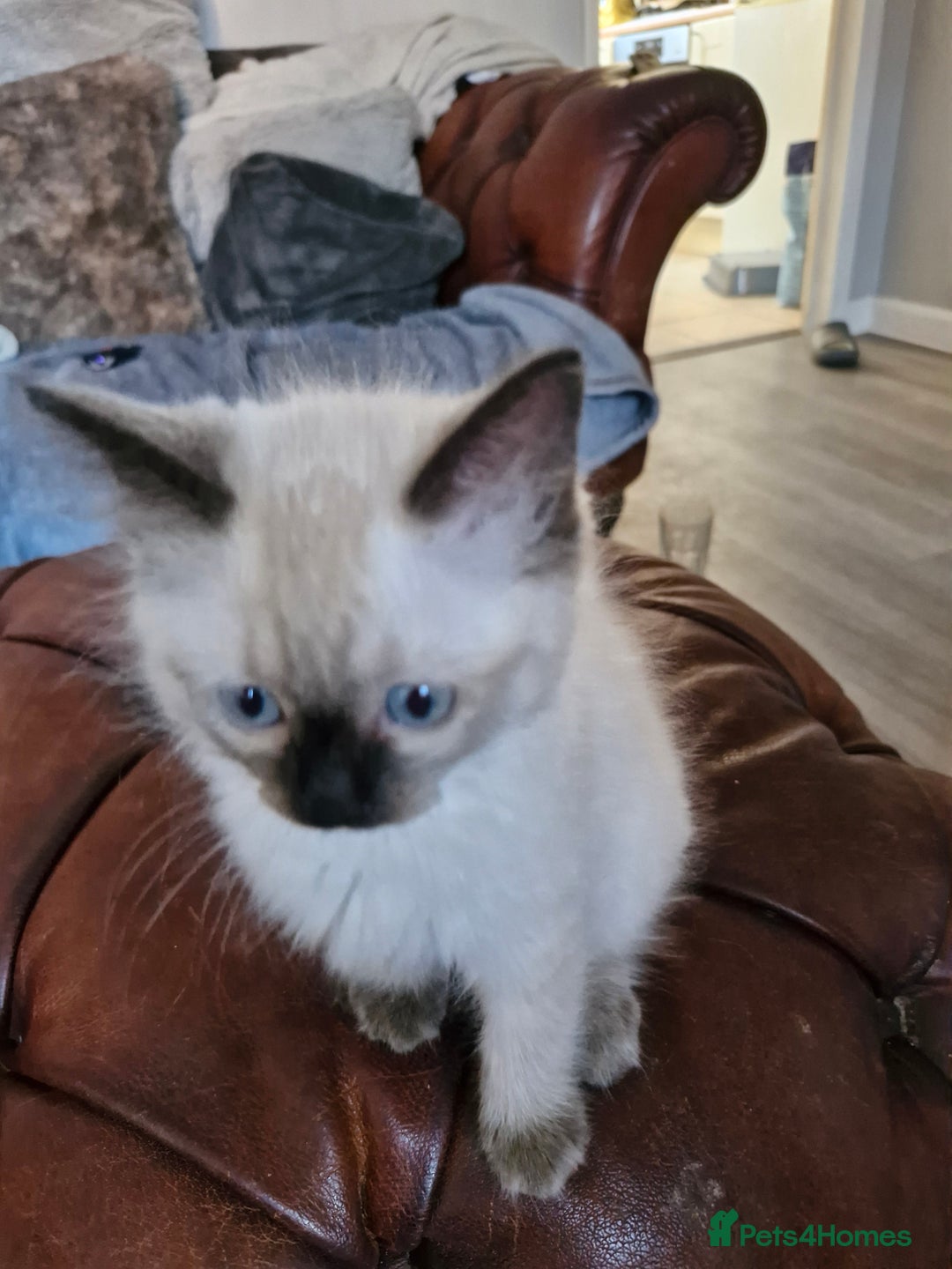 Ragdoll cats for sale: Ragdoll kittens for sale - Image 4