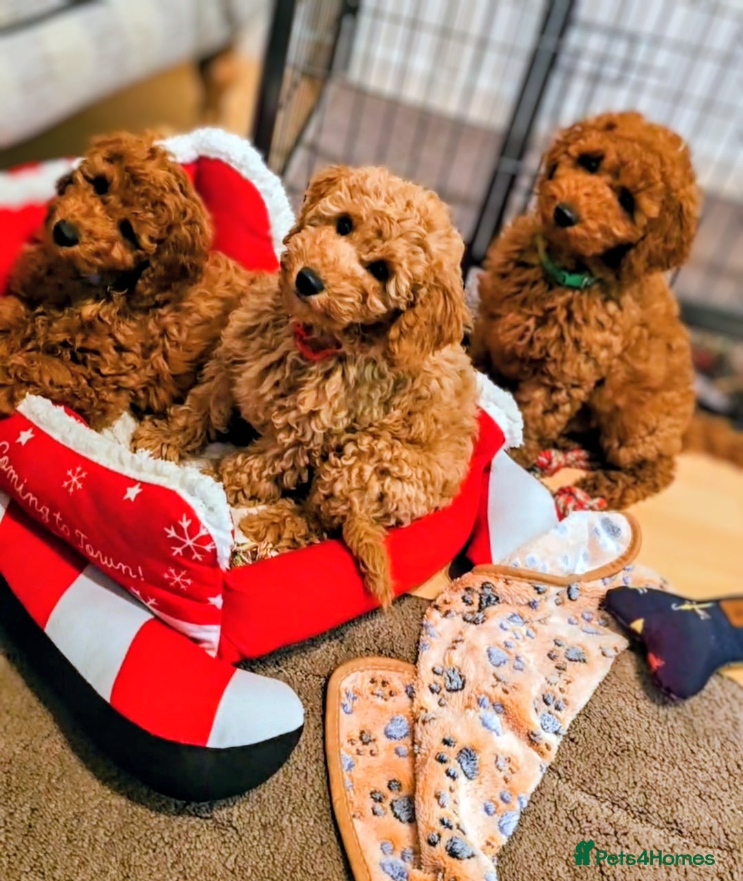 Miniature Poodle dogs for sale: MINIATURE POODLE BOYS NOW AVAILABLE!  - Advert 5